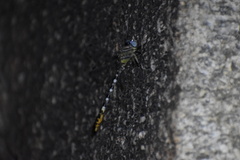 Erpetogomphus compositus