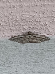 Peribatodes correptaria