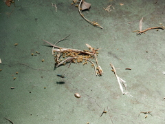 Cosmodela batesi