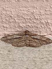 Peribatodes correptaria