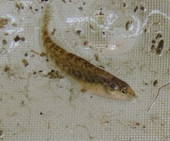 Etheostoma caeruleum