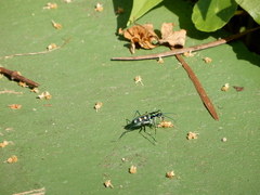 Cosmodela batesi