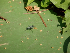 Cosmodela batesi
