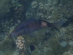 Parupeneus insularis