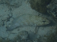 Epinephelus merra