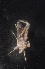 Chrysodeixis