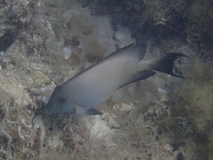 Ctenochaetus striatus