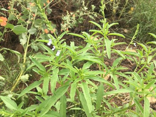 Salvia reflexa iNat (3)