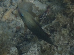 Chlorurus spilurus
