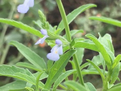 Salvia reflexa