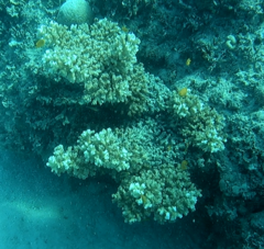 Pocillopora