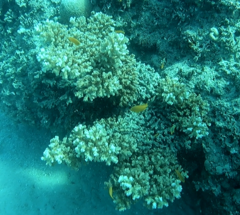 Pocillopora