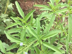 Salvia reflexa
