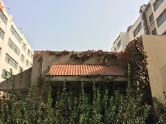 Parthenocissus quinquefolia