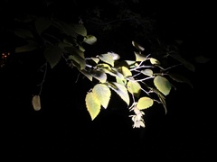 Carpinus turczaninovii