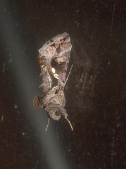 Chrysodeixis