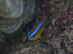 Chrysiptera leucopoma