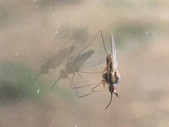 Mythicomyiidae