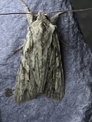 Lithophane leautieri