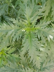 Urtica cannabina
