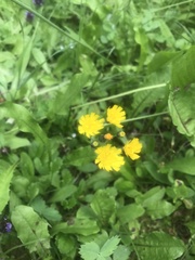Pilosella caespitosa