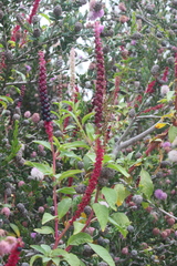 Phytolacca icosandra