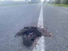 Porphyrio melanotus melanotus