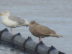Larus glaucescens × hyperboreus