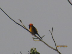 Icterus auricapillus