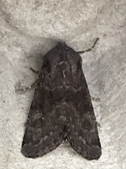 Aporophyla lutulenta