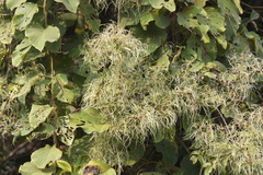 Clematis gouriana