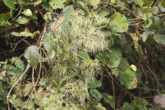 Clematis gouriana