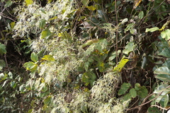 Clematis gouriana