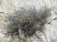 Calicorema capitata