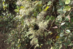 Clematis gouriana