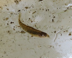 Etheostoma caeruleum