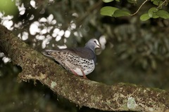 Leucosarcia melanoleuca