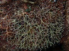 Amphiroa