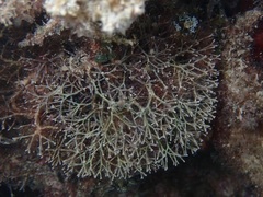 Amphiroa