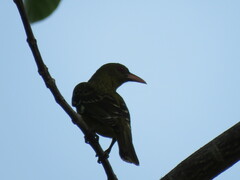 Oriolus flavocinctus