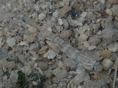 Gnatholepis cauerensis