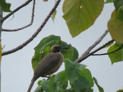 Philemon buceroides