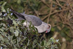 Lopholaimus antarcticus