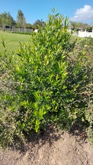 Olea europaea cuspidata