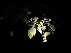 Carpinus turczaninovii