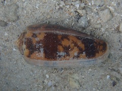 Conus striatus