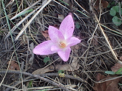 Colchicum lusitanum