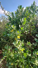 Osteospermum moniliferum