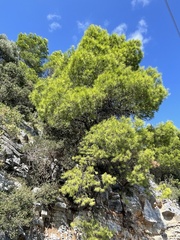 Pinus halepensis