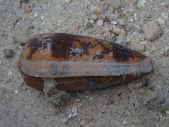 Conus striatus
